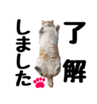 まみ ねこまみれ2（個別スタンプ：38）