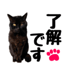 まみ ねこまみれ2（個別スタンプ：39）