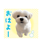 マルチーズのジョースケ！（個別スタンプ：1）