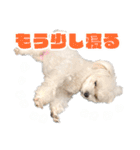 マルチーズのジョースケ！（個別スタンプ：4）