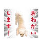 マルチーズのジョースケ！（個別スタンプ：8）