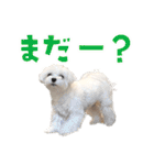 マルチーズのジョースケ！（個別スタンプ：9）