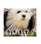 マルチーズのジョースケ！（個別スタンプ：10）