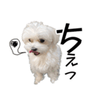 マルチーズのジョースケ！（個別スタンプ：11）