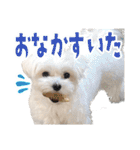 マルチーズのジョースケ！（個別スタンプ：16）