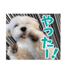 マルチーズのジョースケ！（個別スタンプ：18）