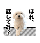 マルチーズのジョースケ！（個別スタンプ：21）