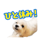 マルチーズのジョースケ！（個別スタンプ：27）