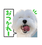 マルチーズのジョースケ！（個別スタンプ：32）