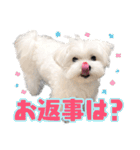 マルチーズのジョースケ！（個別スタンプ：33）