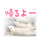 マルチーズのジョースケ！（個別スタンプ：37）