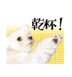 マルチーズのジョースケ！（個別スタンプ：39）