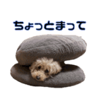 Jackie＆Palm 2（個別スタンプ：20）