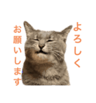 うちの猫  ～日常編～（個別スタンプ：1）