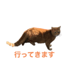うちの猫  ～日常編～（個別スタンプ：2）
