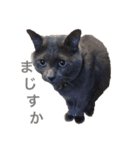 うちの猫  ～日常編～（個別スタンプ：3）