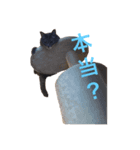 うちの猫  ～日常編～（個別スタンプ：4）