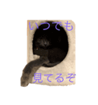 うちの猫  ～日常編～（個別スタンプ：5）