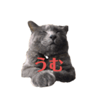 うちの猫  ～日常編～（個別スタンプ：7）