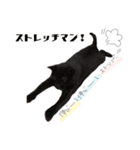 猫のひと言。ときどき犬。（個別スタンプ：5）