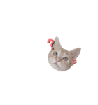 ラテごん（個別スタンプ：3）