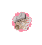ラテごん（個別スタンプ：6）