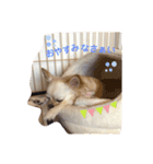 りぃさく（個別スタンプ：1）
