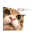 ただの愛猫（個別スタンプ：1）