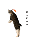 ただの愛猫（個別スタンプ：2）
