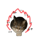 ただの愛猫（個別スタンプ：3）