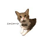 ただの愛猫（個別スタンプ：4）