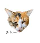 ただの愛猫（個別スタンプ：6）