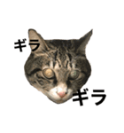ただの愛猫（個別スタンプ：7）