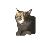 ただの愛猫（個別スタンプ：8）