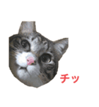 ただの愛猫（個別スタンプ：9）