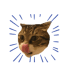 ただの愛猫（個別スタンプ：10）