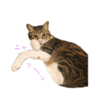 ただの愛猫（個別スタンプ：11）