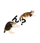 ただの愛猫（個別スタンプ：14）