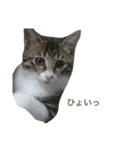 ただの愛猫（個別スタンプ：15）
