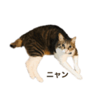 ただの愛猫（個別スタンプ：16）