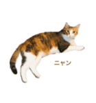 ただの愛猫（個別スタンプ：17）
