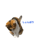 ただの愛猫（個別スタンプ：18）
