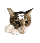 ただの愛猫（個別スタンプ：19）