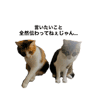 ただの愛猫（個別スタンプ：20）