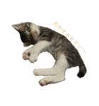 ただの愛猫（個別スタンプ：21）
