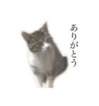 ただの愛猫（個別スタンプ：22）