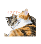 ただの愛猫（個別スタンプ：23）