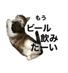 ただの愛猫（個別スタンプ：24）