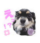 仲良しチヮワのマナとココ2（個別スタンプ：3）