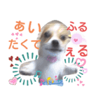 仲良しチヮワのマナとココ2（個別スタンプ：6）